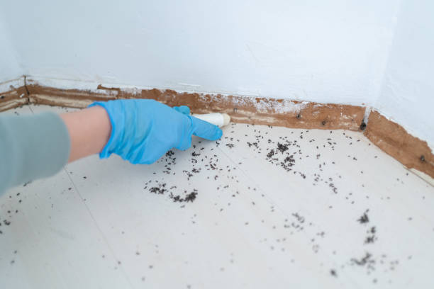 Wasp Removal Services in Raubsville, PA